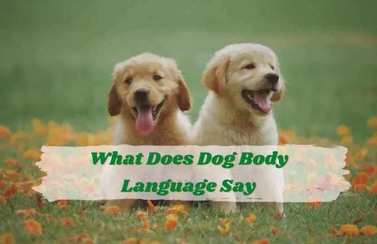 What Does Dog Body Language Say